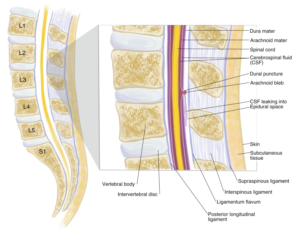 illustration // design