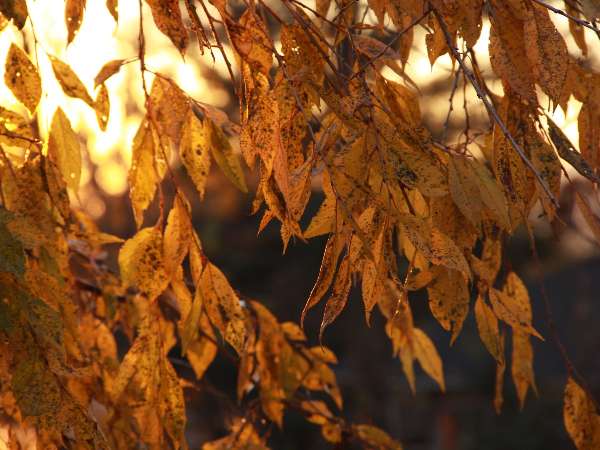 The owl hunts&nbsp;on